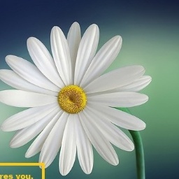 profile background